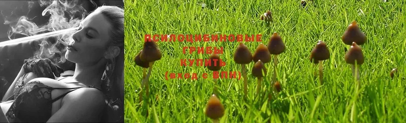 Галлюциногенные грибы Magic Shrooms  Урень 